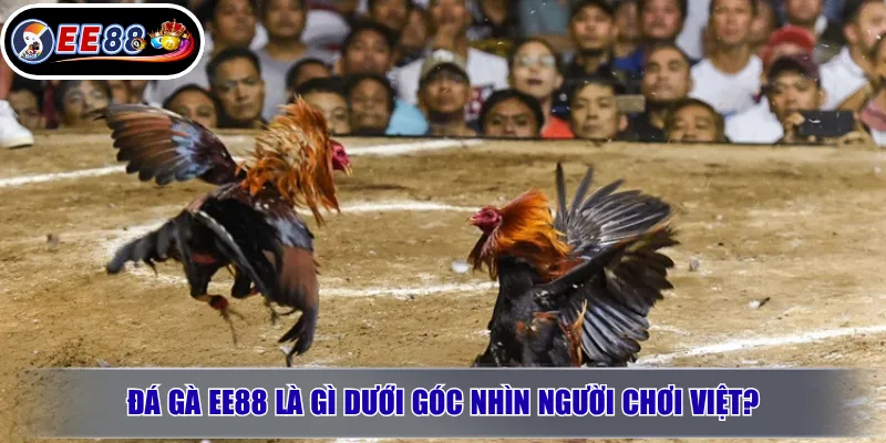 Đá Gà EE88 Là Gì? Cách Chơi, Kèo Cược Và Lưu Ý Trước Khi Tham Gia 2 Đá gà EE88 là gì dưới góc nhìn người chơi Việt?